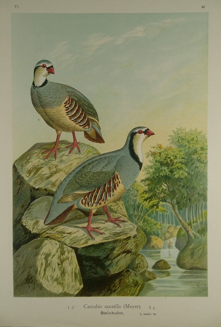 Grafica & Litografie: STEINHUHN, CHROMOLITHOGRAPHIE UM 1900 – Usato da Grüningen venduto da Kartensammler