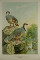 STEINHUHN, CHROMOLITHOGRAPHIE UM 1900