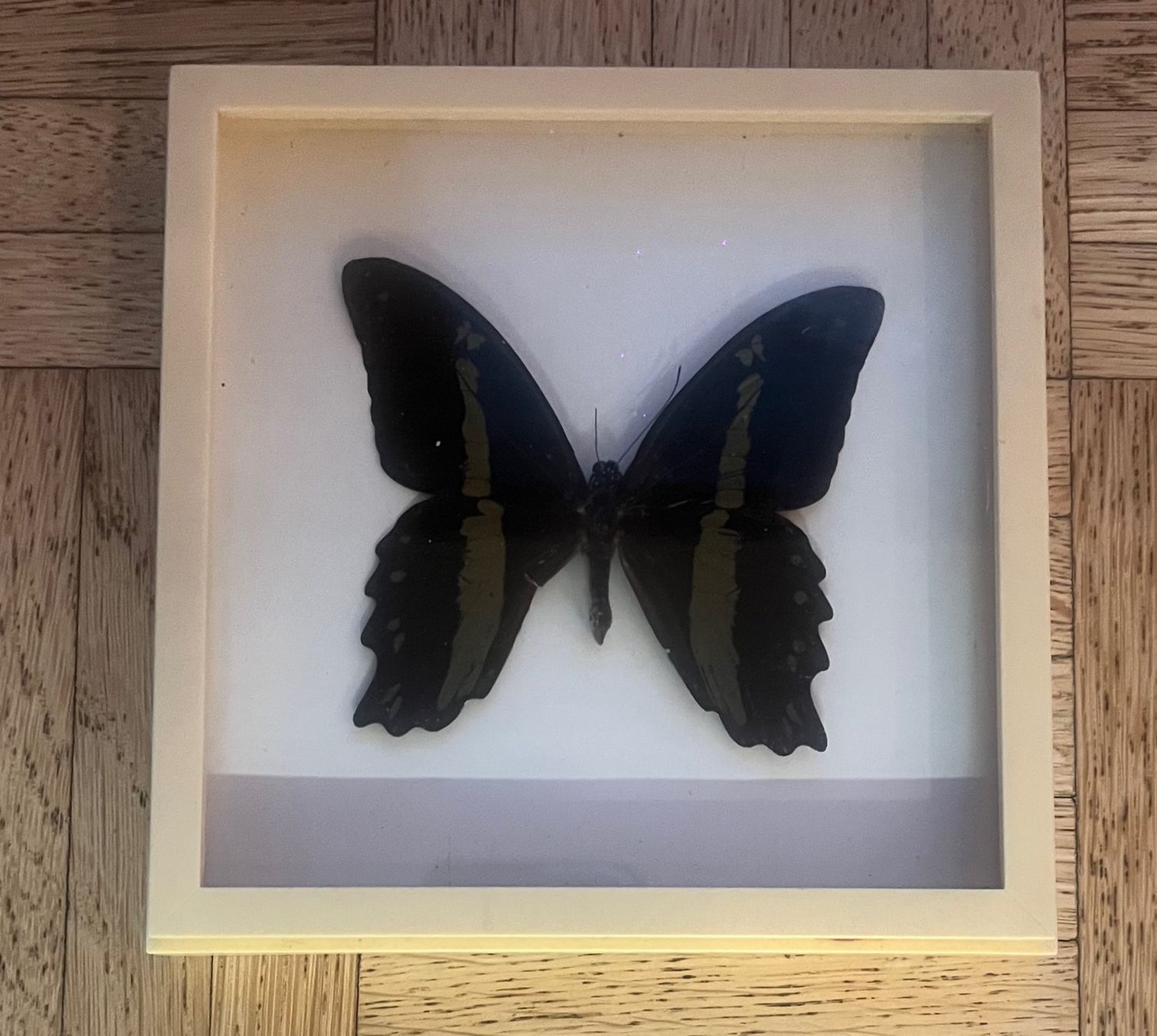 Il mondo degli animali: Grosser echter Schmetterling im Rahmen – Usato da Arth venduto da Schattenberg