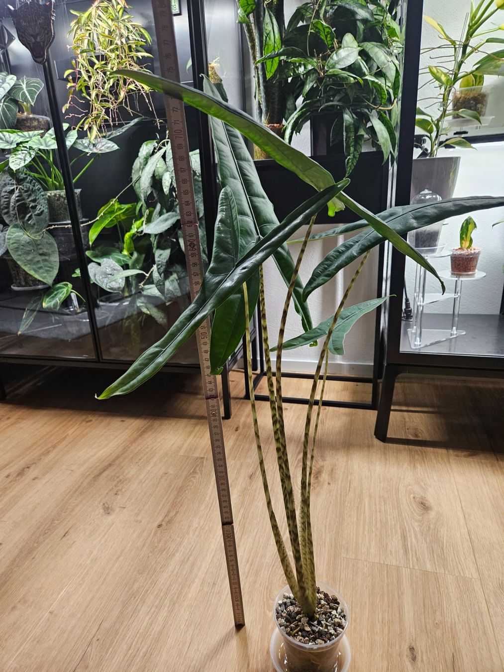 Piante & sementi: Alocasia Tigrina – Usato da Buttikon SZ venduto da Jagoda87 1