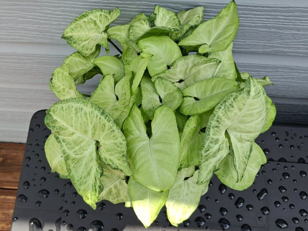 Plantes & graines: Syngonium podophyllum – D'occasion à Les Brenets par glo_267f