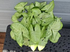 Syngonium podophyllum