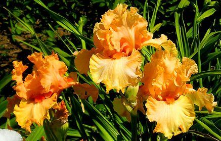 Piante & sementi: Iris Germanica Hindenburg – Usato da Roggwil venduto da Samonlinetrade
