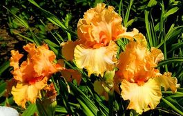 Iris Germanica Hindenburg
