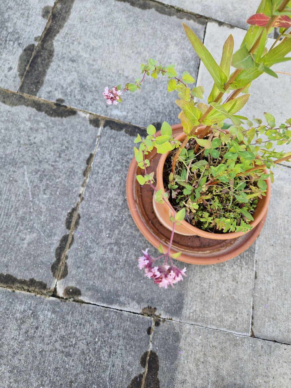 Piante & sementi: Balkon-/Gartenpflanze: Blutweiderich – Usato da Münchenbuchsee venduto da Aare22 3