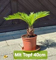 Kleine Sago Palm Pflanze