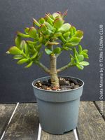 CRASSULA OVATA MINIMA - Kompakter Geldbaum
