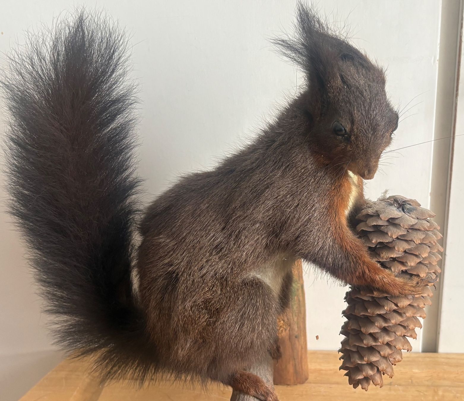 Il mondo degli animali: Präparations Eichhörnchen mit Tannenzapfen – Usato da Frick venduto da Rukki 3