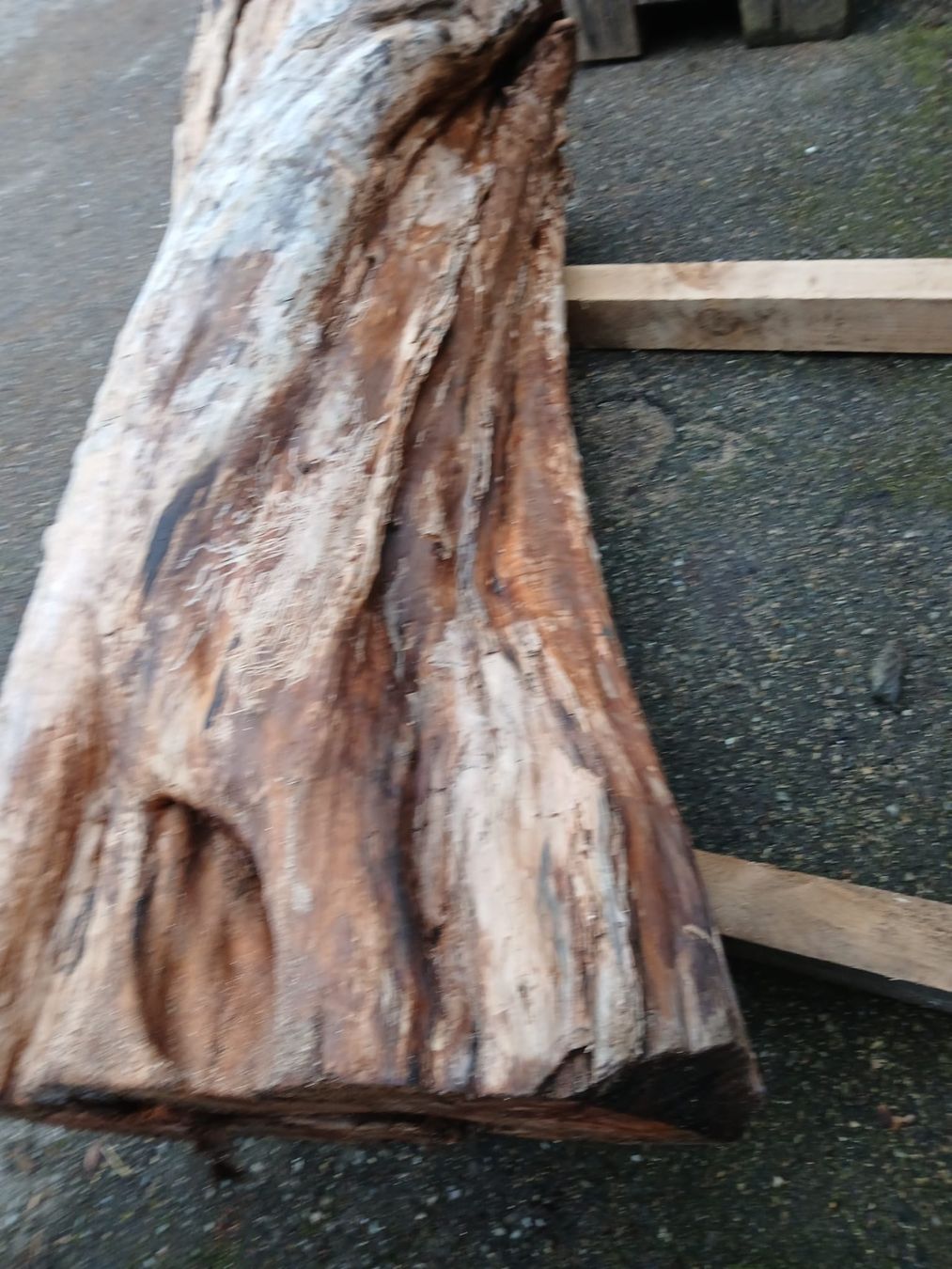 Holzartikel: Apfelbaum 1.6m – Gebraucht aus Häggenschwil von amm_6jdq 2