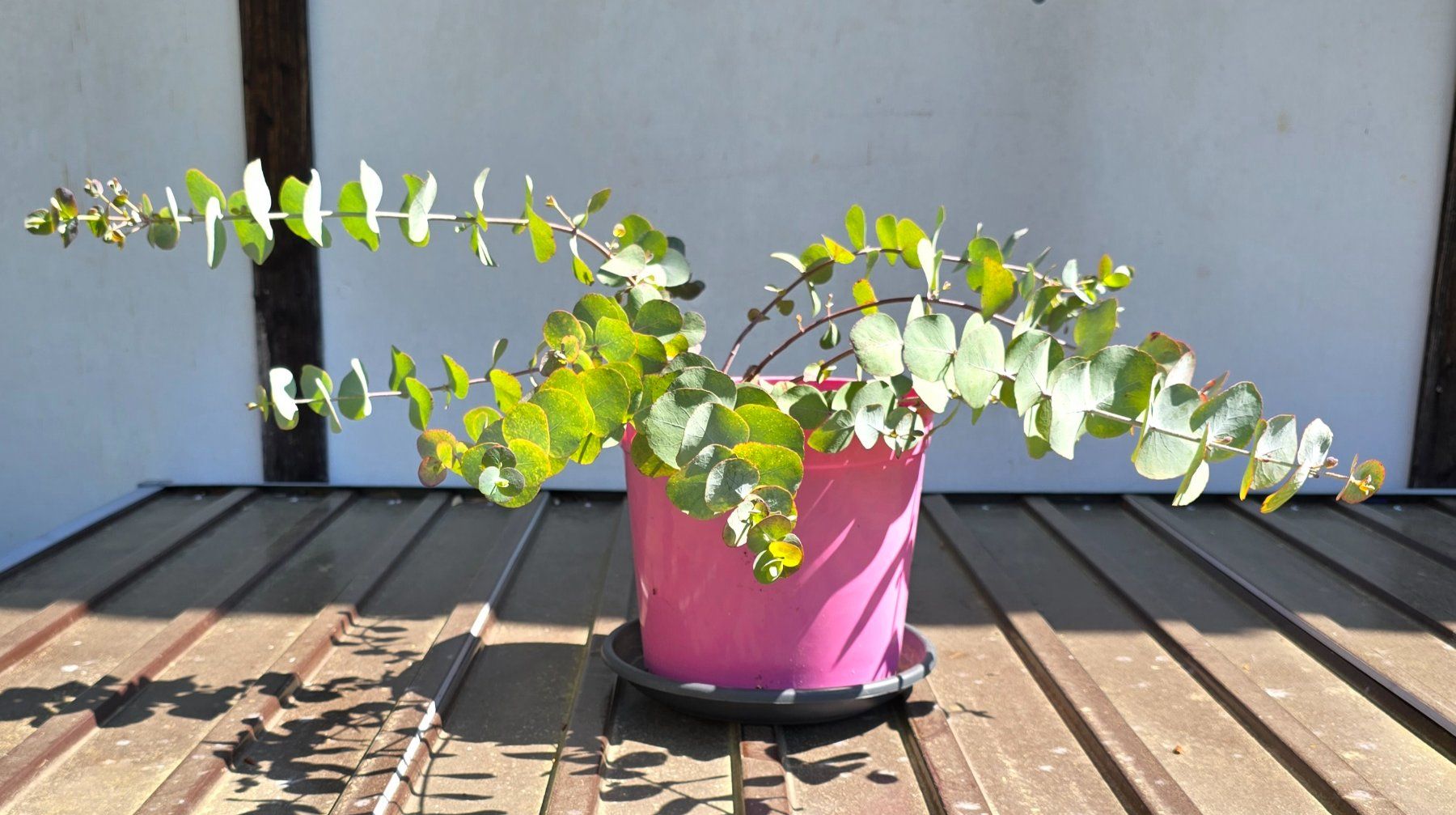 Piante & sementi: Eukalyptus im Topf Klein – Usato da Aarburg venduto da popkorn65 3
