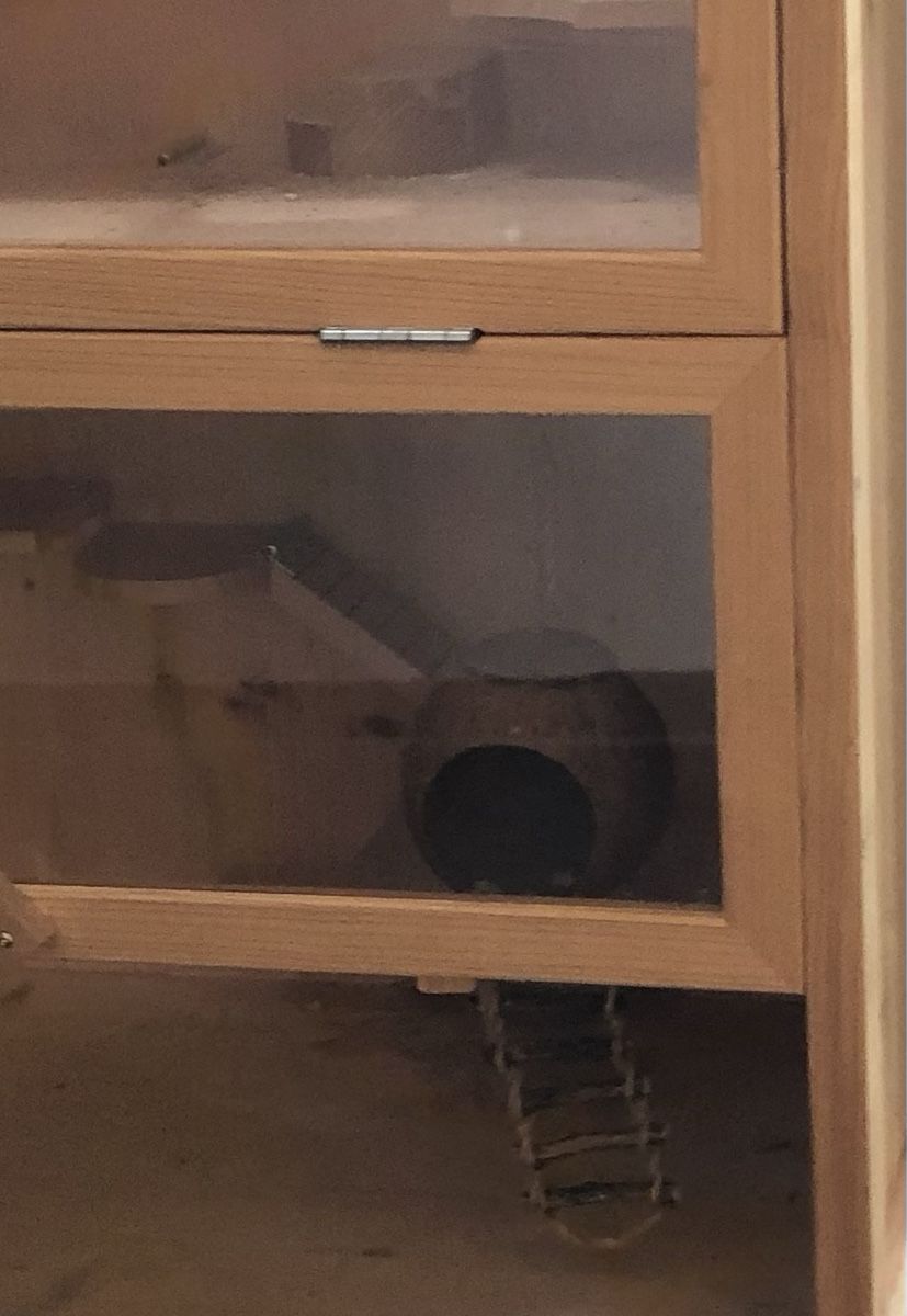 Käfige, Transport & Sicherheit: Hamsterkäfig – Gebraucht aus Neudorf von Thosto 2