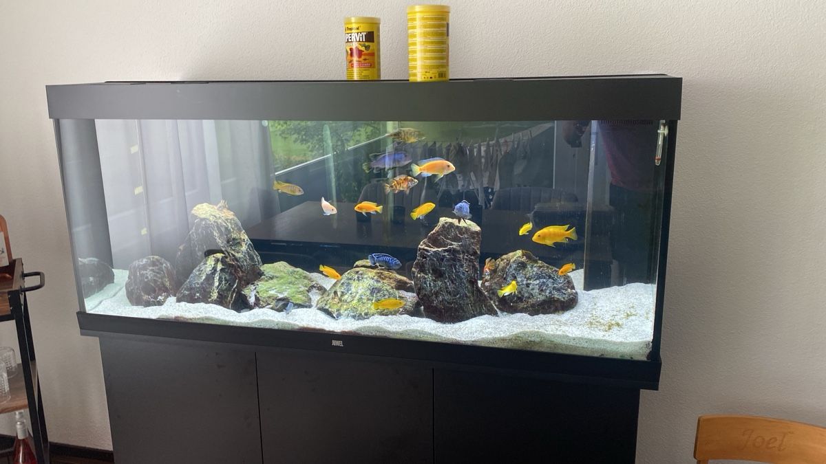 Acquari: Aquarium – Usato da Frauenfeld venduto da JogiM 1