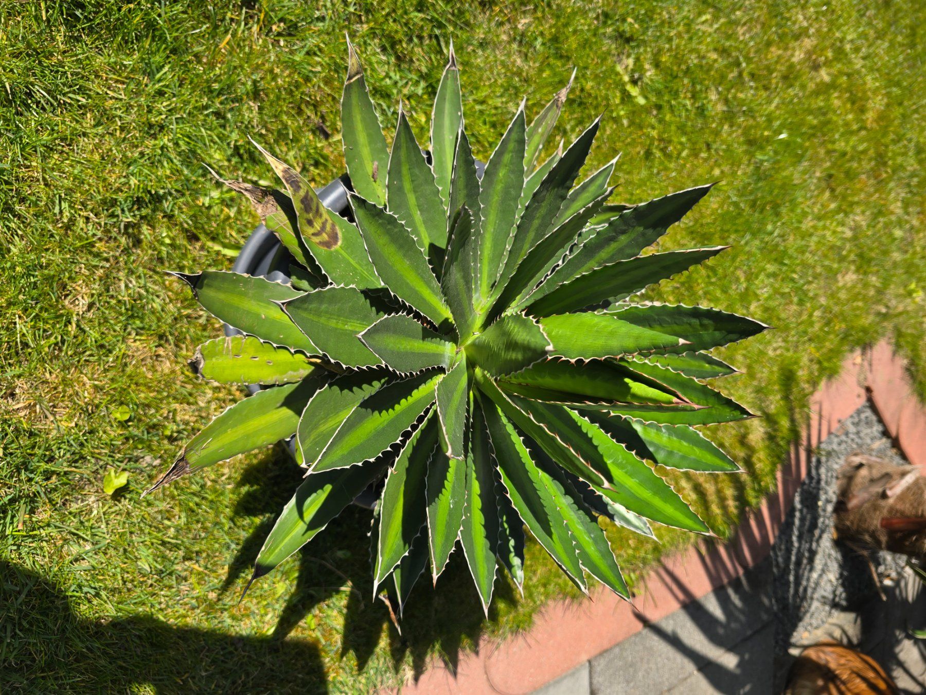 Piante & sementi: Schöne Agave – Nuovo (secondo la descrizione) da Aarburg venduto da popkorn65 2