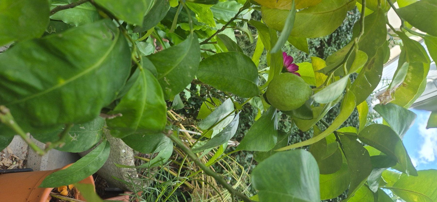 Piante & sementi: POMELO – Usato da Hünenberg See venduto da Josefina 2