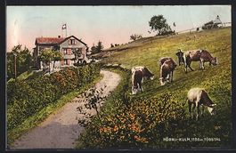 Hörnli-Kulm, Kühe auf der Weide am Gas