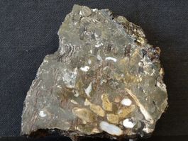 RARITÄT!!!! Versteinertes HOLZ PEANUT WOOD Fossil AUSTRALIEN