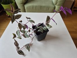 Zierpflanze Tradescantia Zebrina im Topf guter Zustand