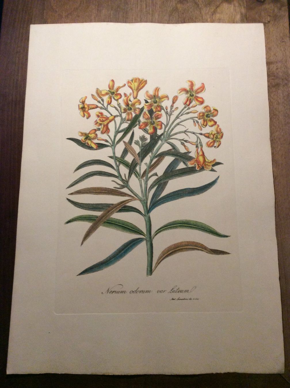 Grafica & Litografie: Planche Ant. Serantoni dis. e inc – Usato da Genève venduto da edelweiss1900