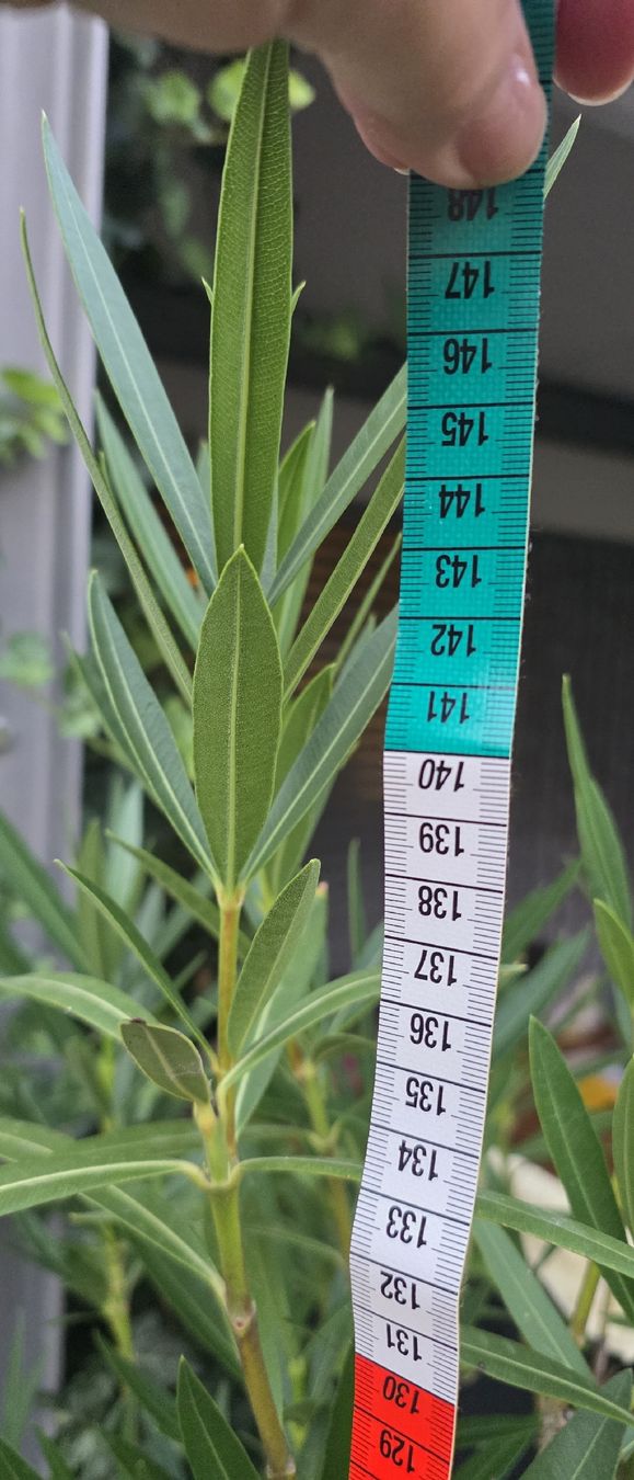 Pflanzen & Samen: Oleander Pflanze rosa blühend Topf ca. 140cm hoch – Gebraucht aus Riedikon von Winter21. 2