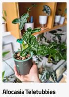 Alocasia Teletubbies