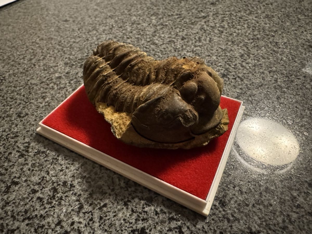 Minerali & Pietre curative: Fossilien- und Mineraliensammlung – Usato da Wittenbach venduto da RRoman 6