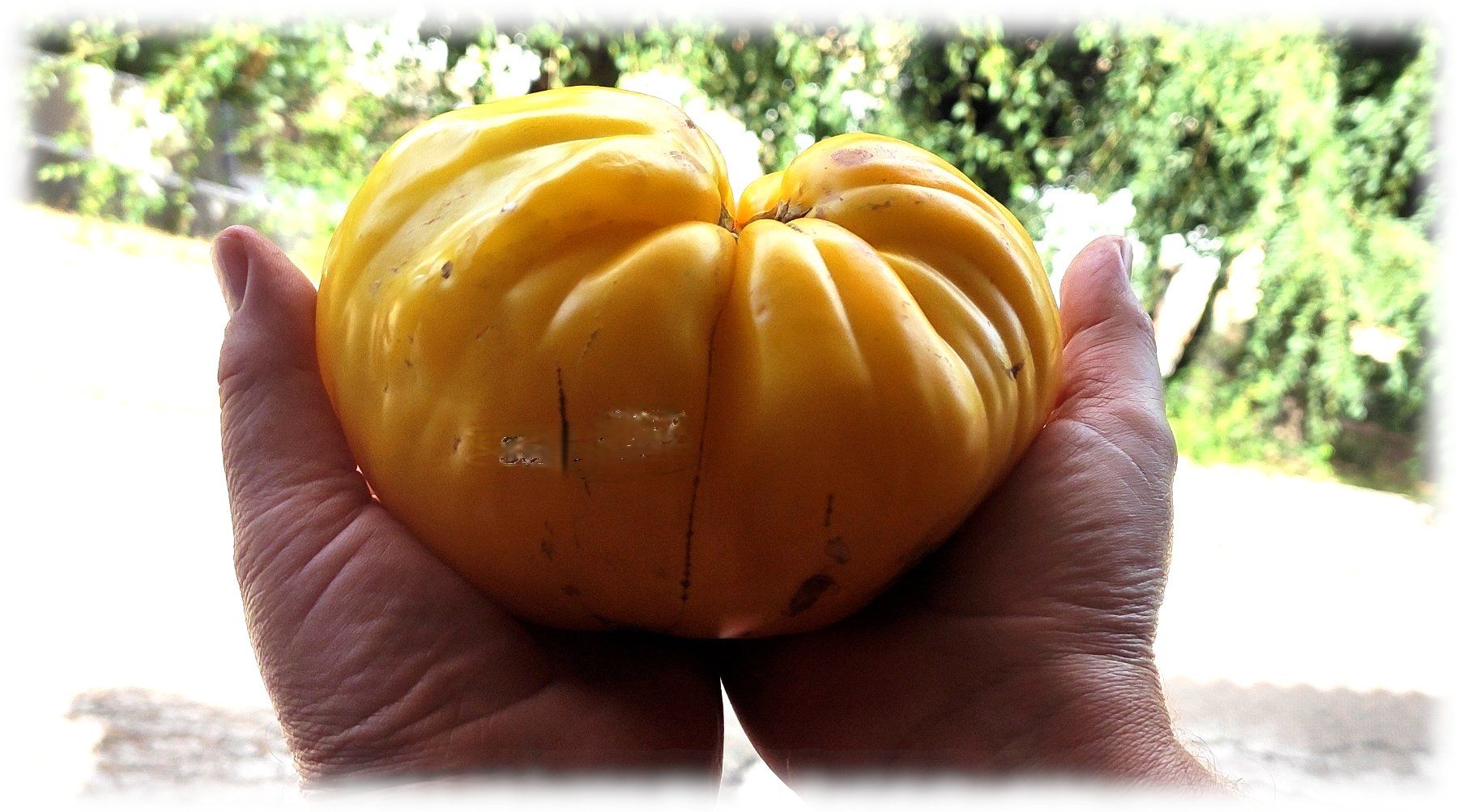 Piante & sementi: 15 Samen Huevo de Toro Amarillo Tomate Spanien – Nuovo (secondo la descrizione) da Magliaso venduto da bosfu 2