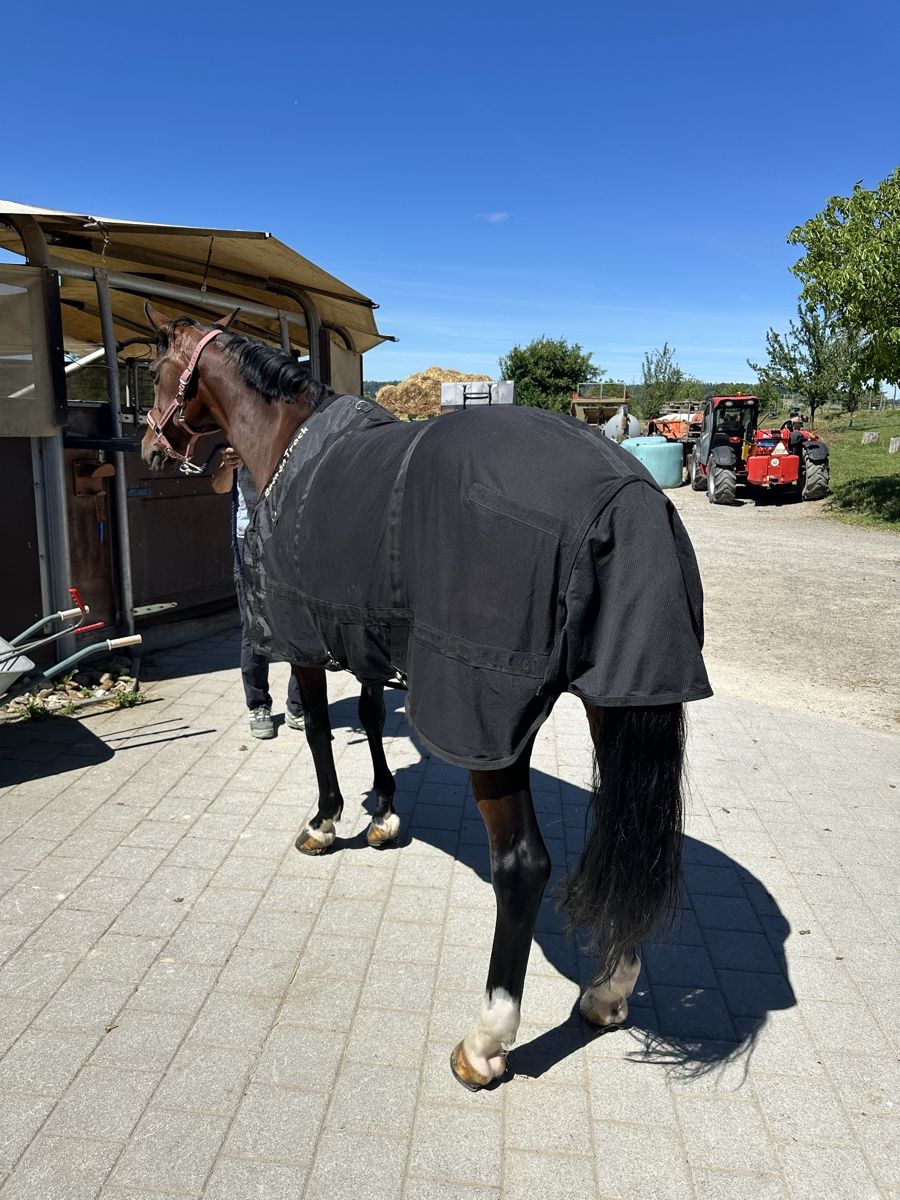 Coperte: 135er Back on Track dünne Pferdedecke – Usato da Dättwil AG venduto da LorenaWeber 1