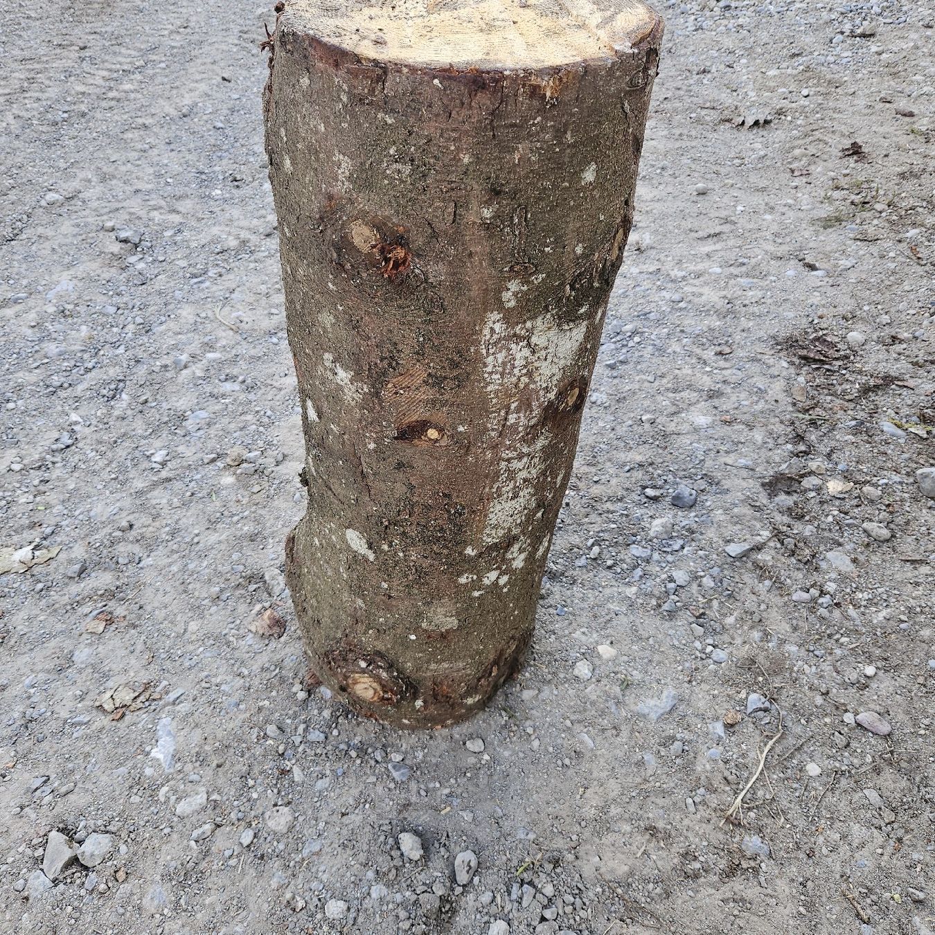 Articoli in legno: Scheitbock  Holzstamm  – Nuovo (secondo la descrizione) da Unteriberg venduto da amd89