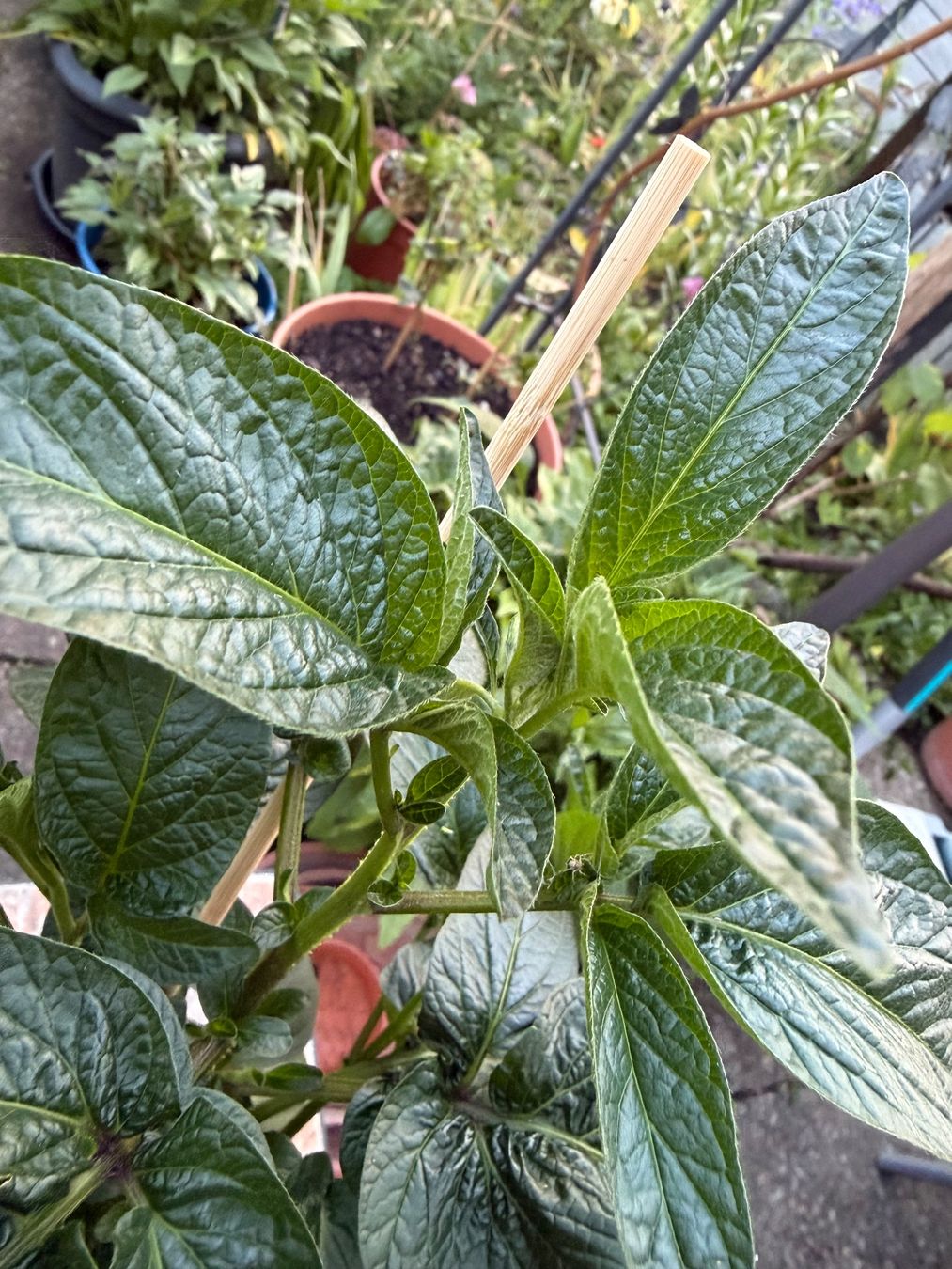 Pflanzen & Samen: Melonenbirne, Pepino, Solanum muricatum – Neu (gemäss Beschreibung) aus Winterthur von Aniger 2
