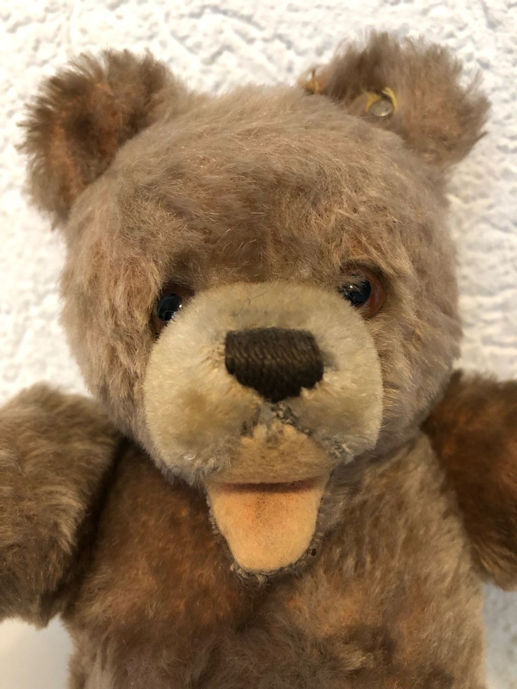 Steiff Giocattoli: Steiff Bär 50er- / 60er-Jahre – Usato da Gümmenen venduto da Ug6 1