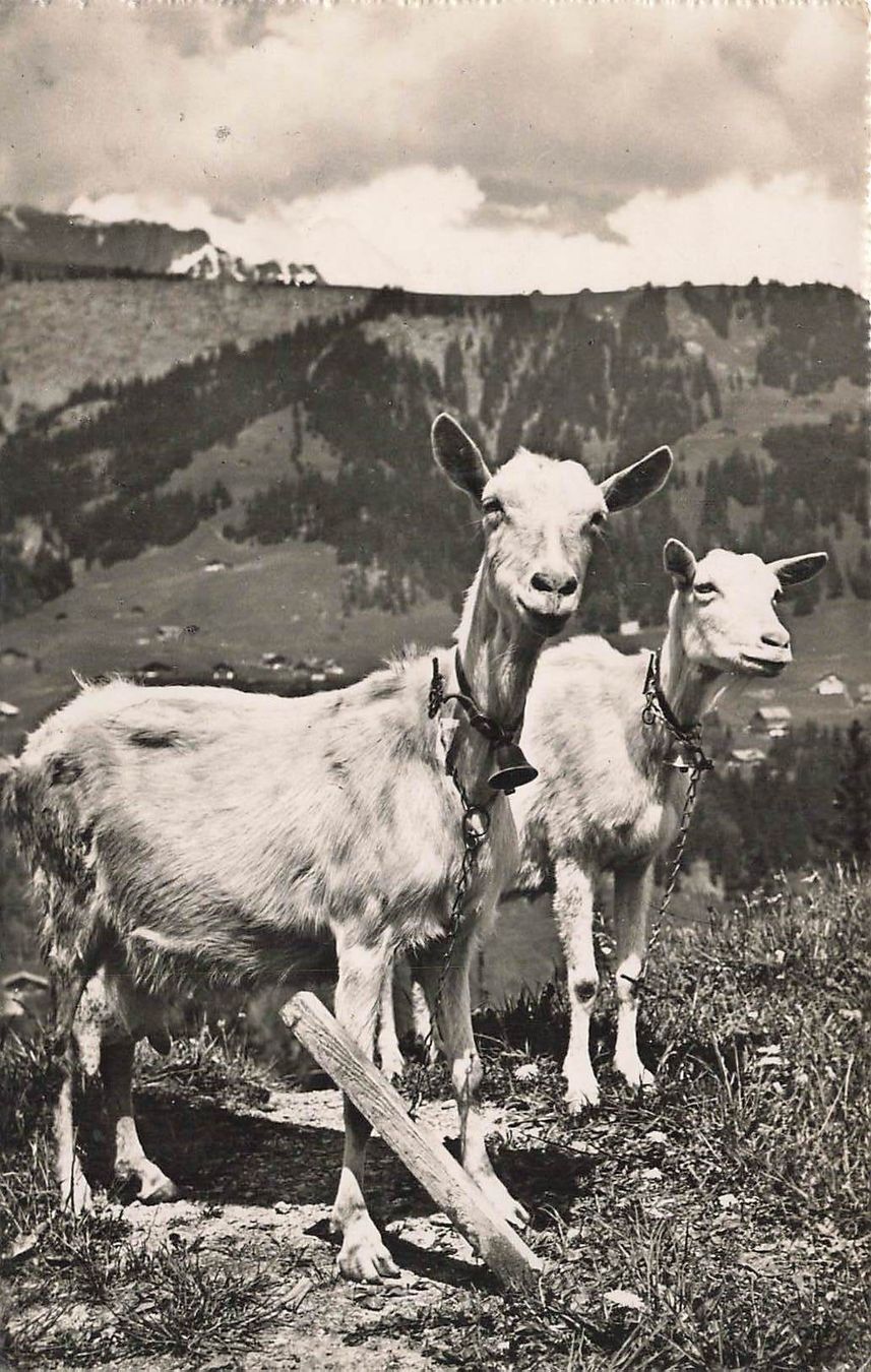 Cartoline postali: Ziegen Alpziegen – Usato da Biasca venduto da Blenio71