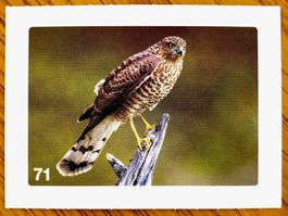 Migros Nature Detectives - Bild Nr. 71