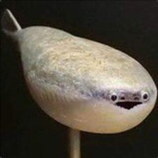 Profile image of Cookielicous
