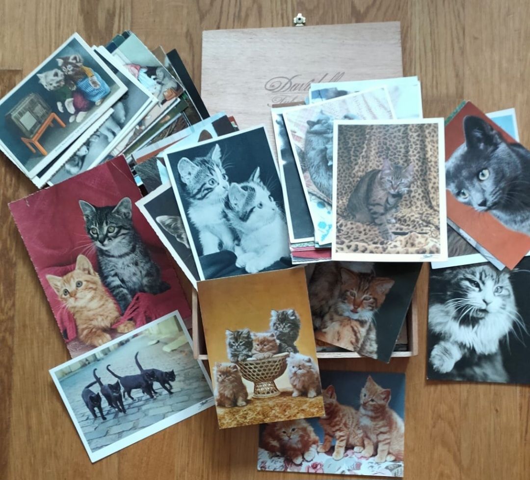 Cartoline postali: Vintage Katzen Karten – Usato da Luzern venduto da Luzern_Energy