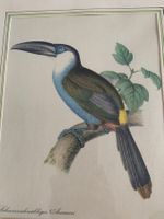Farblithographie Vogel „Arassari“