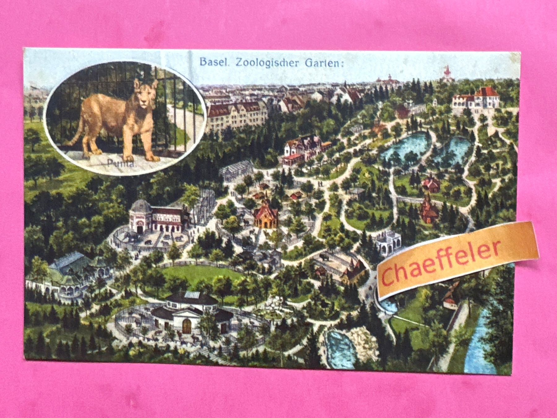 Cartoline postali: Basel. Zoologischer Garten: Puma – Usato da Zürich venduto da Chaeffeler