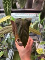 Anthurium Fort Sherman x Mr Woldwide