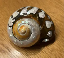 Dekorative Meeresschnecke 