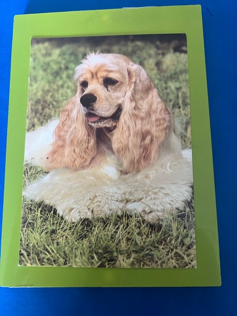 Ansichtskarten: Ansichtskarte American Cocker Spaniel – Gebraucht aus Steinach von Momoco