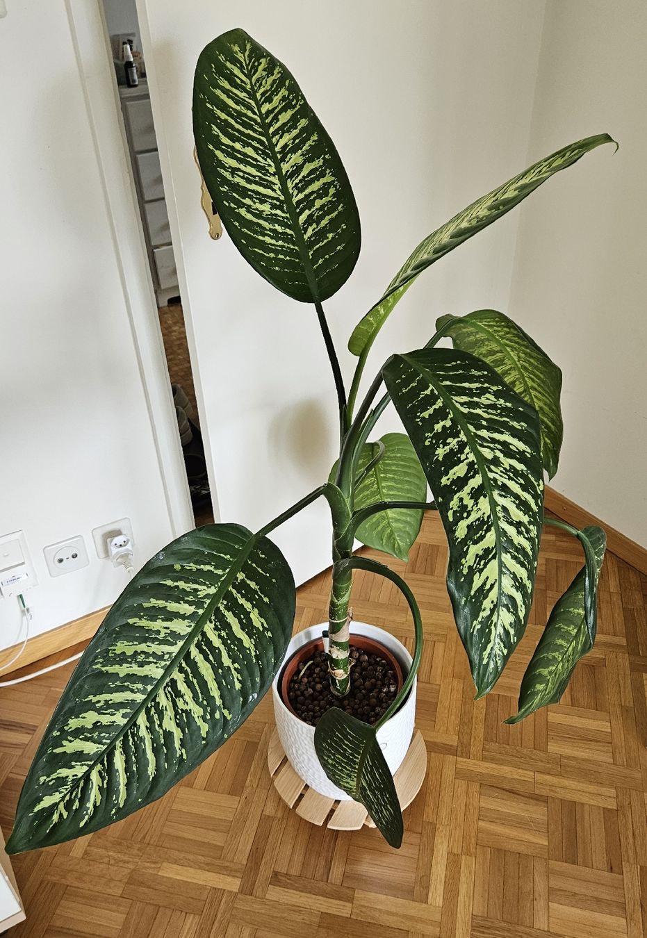 Piante & sementi: Zimmerpflanze "Dieffenbachia" – Usato da Emmenbrücke venduto da L_W 3
