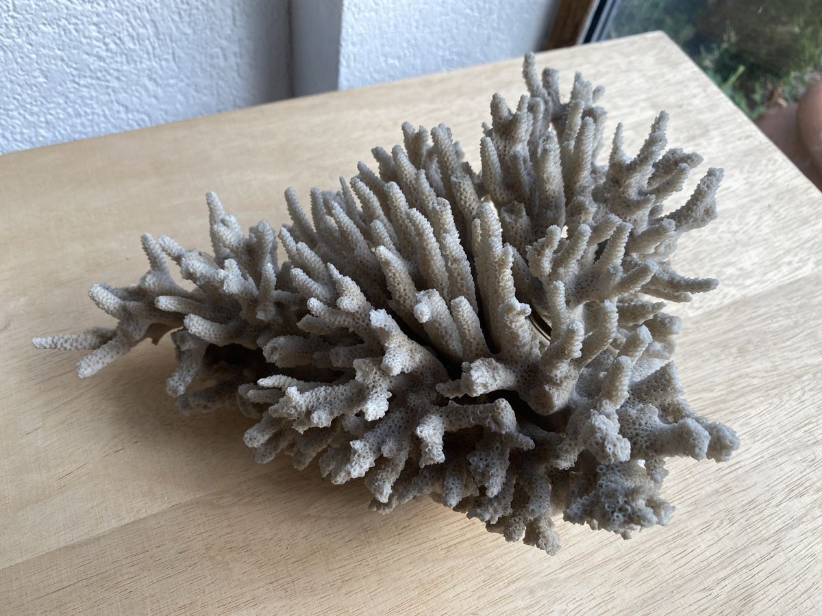 Tutte le decorazioni: Alte schöne grosse Koralle – Usato da Burgdorf venduto da gre_2ftz 1