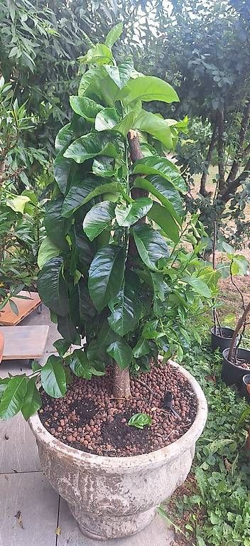 Piante & sementi: Zitronenbaum – Usato da Madiswil venduto da Oleander2 2