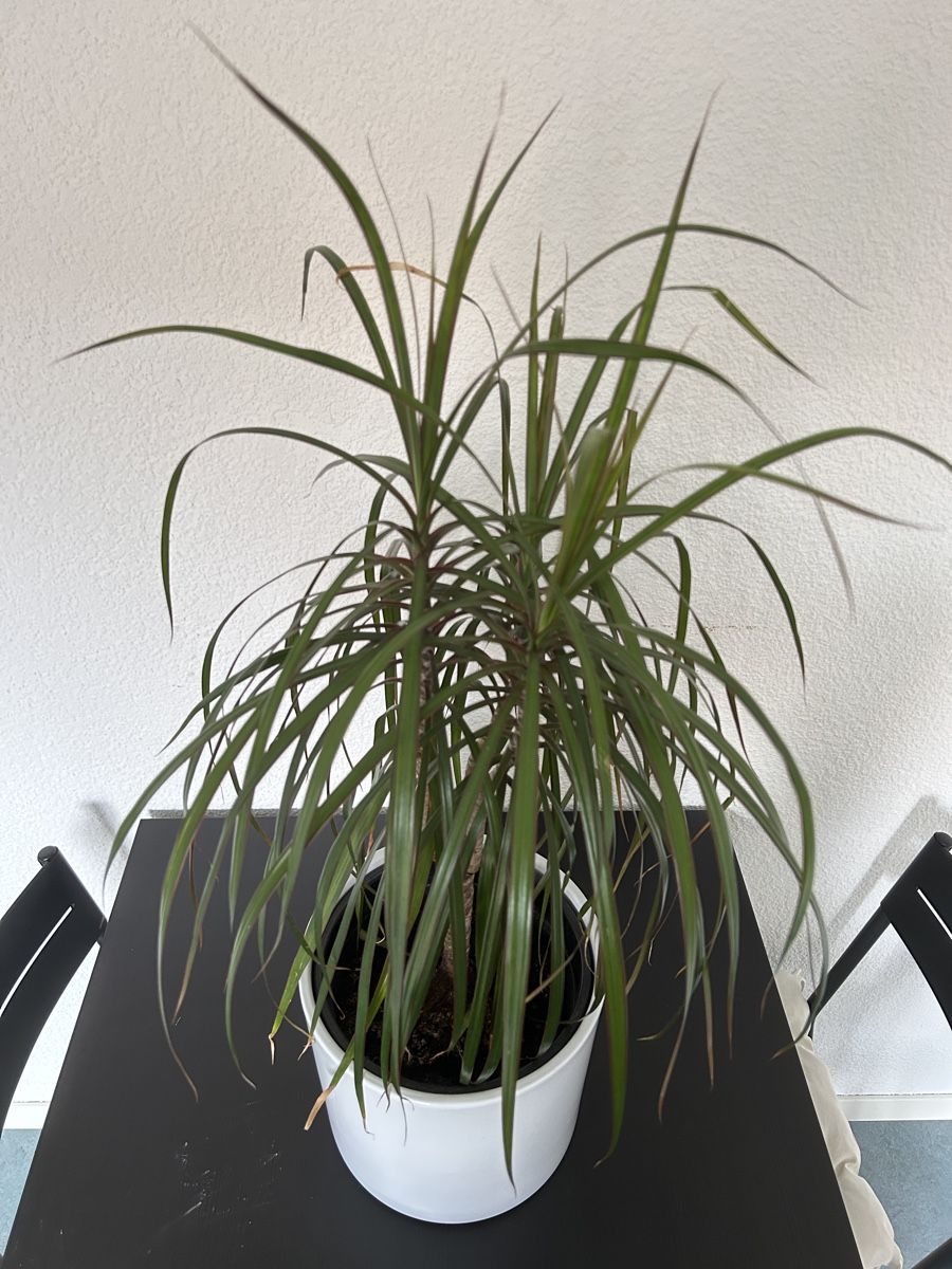 Piante & sementi: Drachenbaum (Dracaena marginata) – Usato da Bern venduto da lisuuu 1