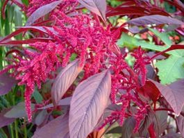 Amaranthe GIANT PURPLE INTENSE 25g