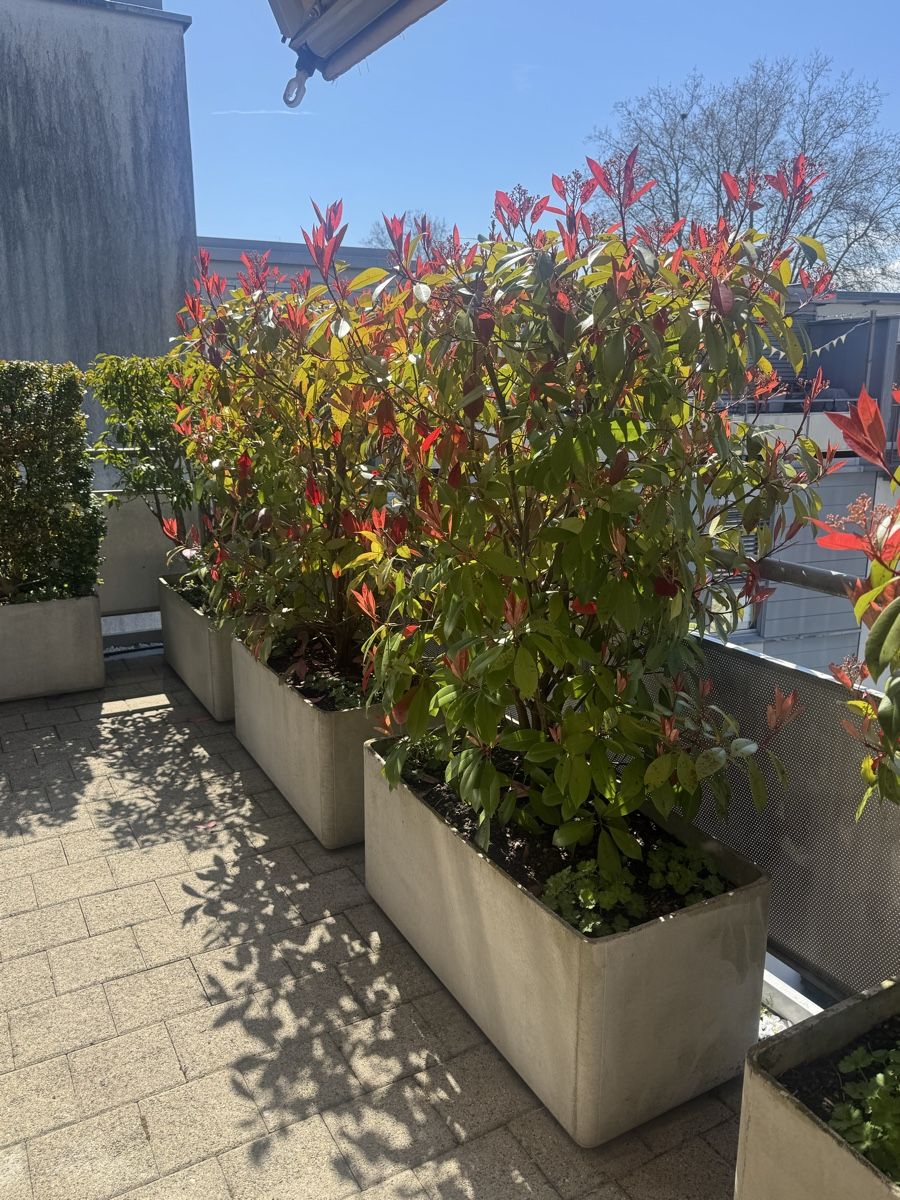 Piante & sementi: Grosser Photinia Red Robin im Topf – Usato da Zürich venduto da and_5bzx 2