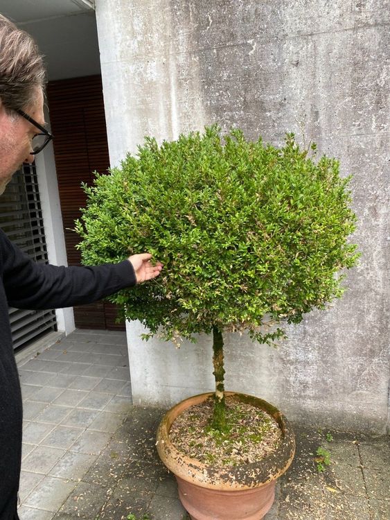 Buddleia Schmetterlingsstrauch Dreifarbig - Gartenpflanze Mit Duftblüten