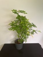 Szechuan Pfeffer Americanum