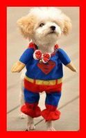 Hundekostüm Pullover Latz Superman Gr L Superheld Fasnacht