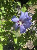 Hibiskus Eibisch im Topf ca. 120 cm, blau, winterhart