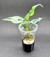 🌿 Alocasia ‘Simpo’ Albo Variegata #3